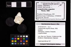 Foto (Objekt + Etikett) von Longodromites angustus (Reuss, 1858)  (NHMW-GEO-2014-0194-1014)